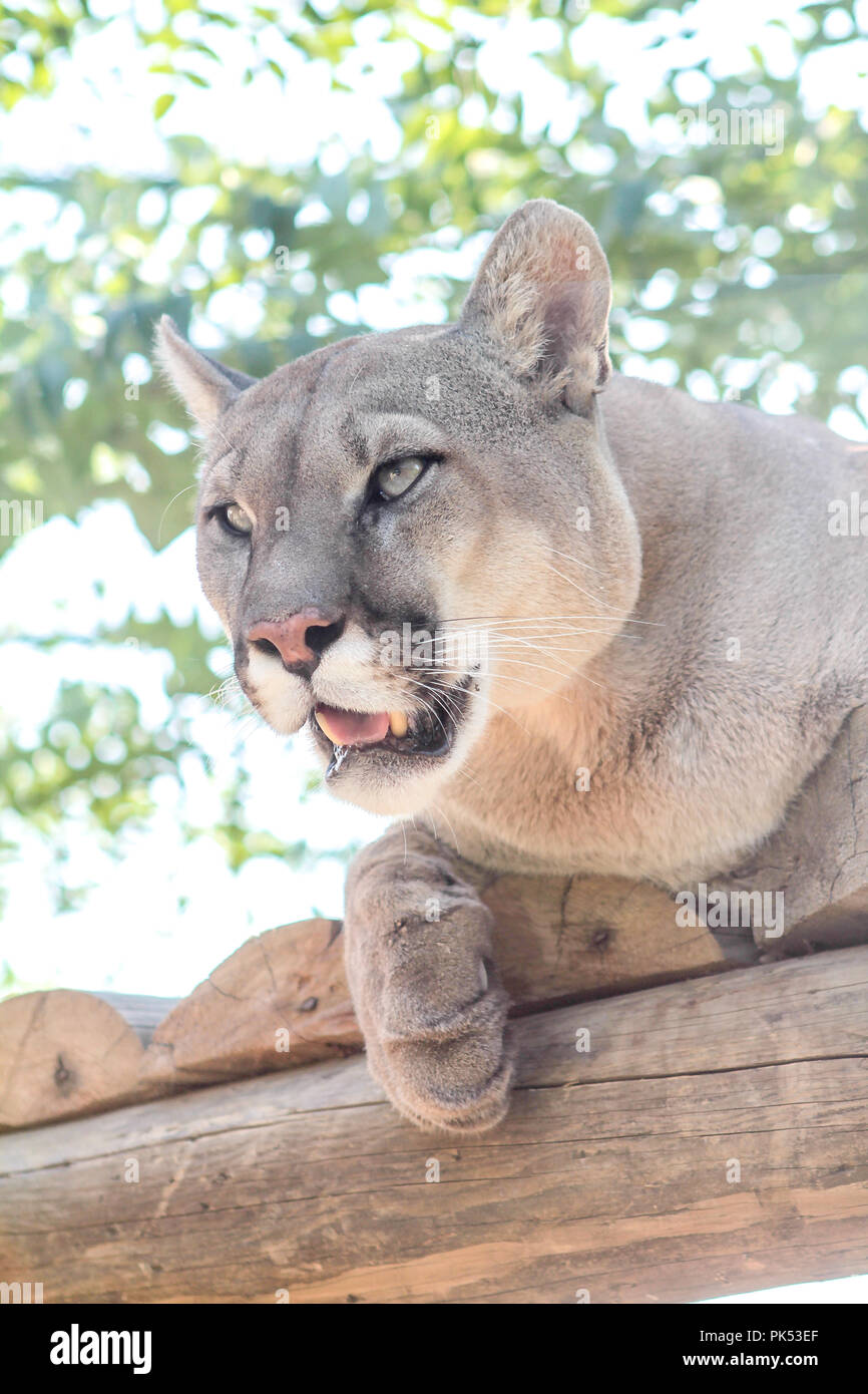Mountain lion, cougar, puma laying on a wood, looking side in zoo Stock Photo