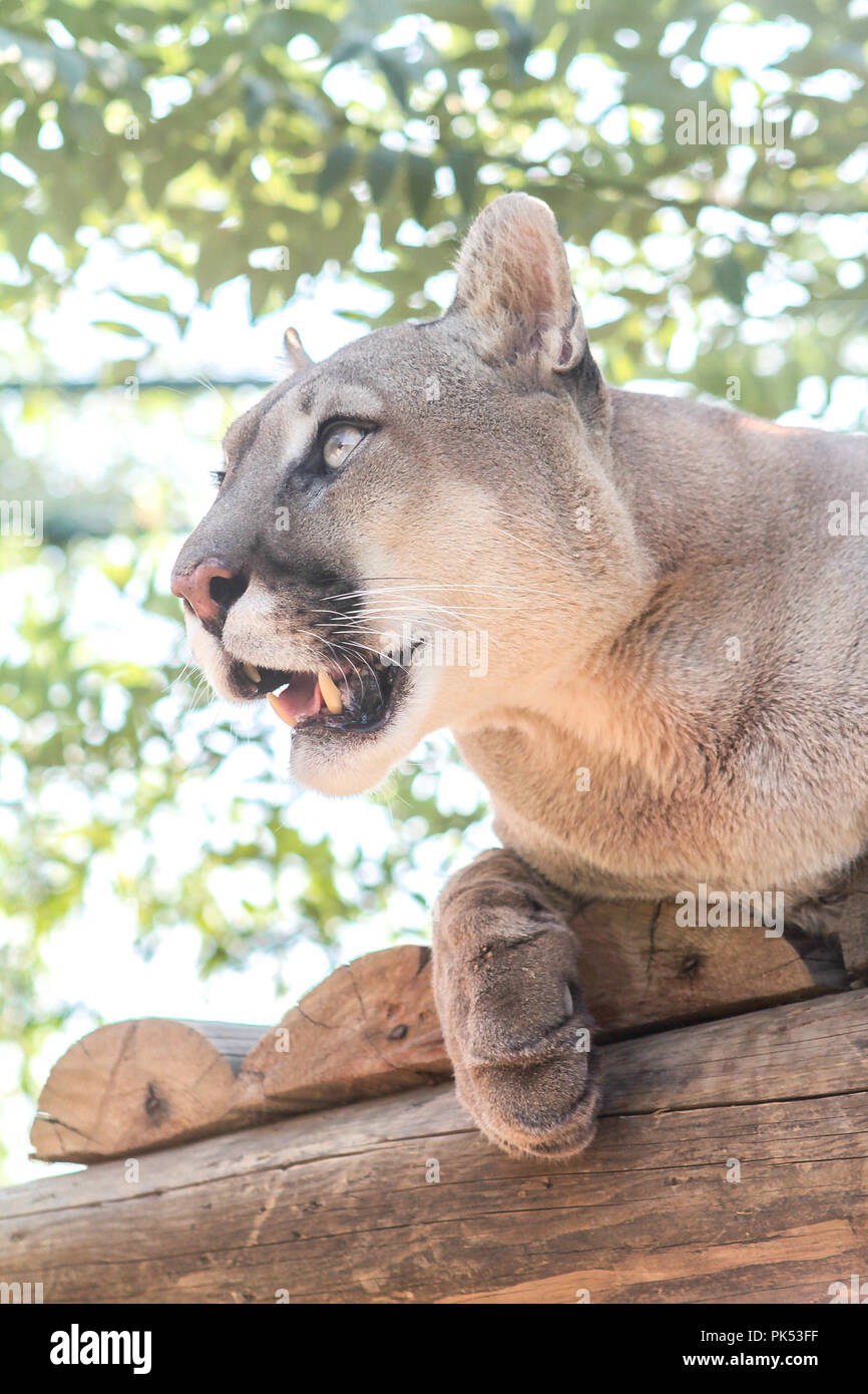 Mountain lion, cougar, puma laying on a wood, looking side in zoo Stock Photo