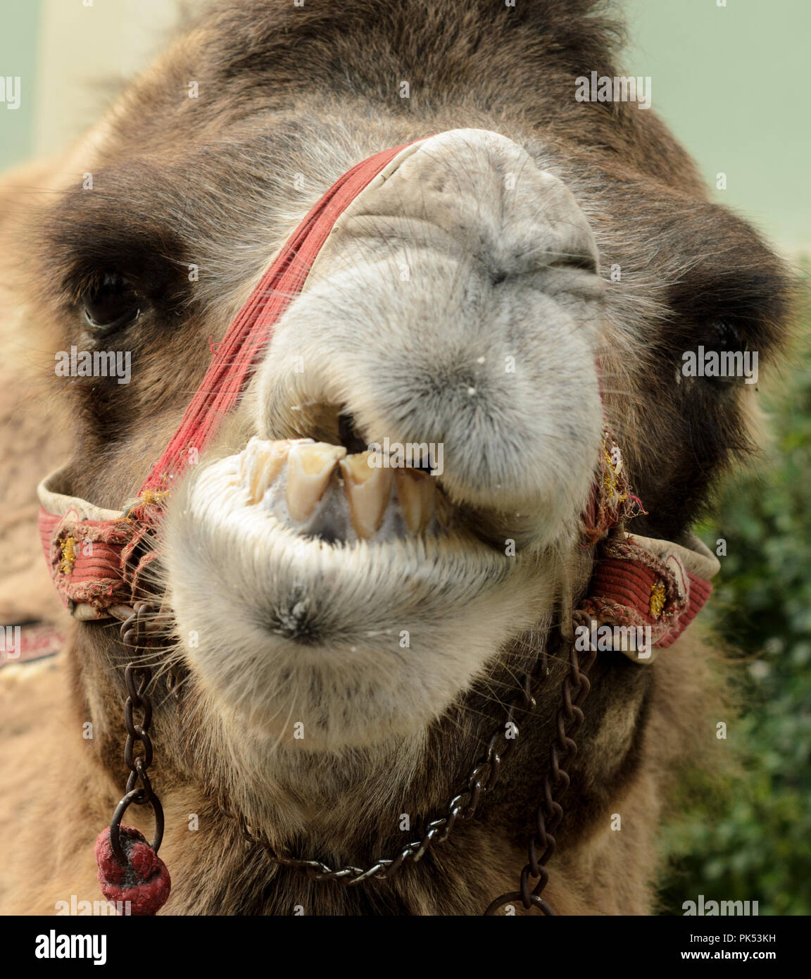 Portret of Groomy Camel. Stock Photo