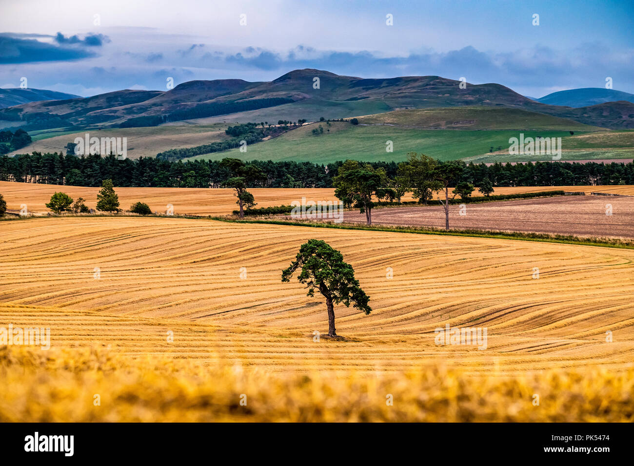 Cessford, Morebattle, Kelso, Scottish Borders, UK. 18th August 2018. Looking south from Cessford Castle towards Grubbit Law and the Cheviot Hills. Stock Photo