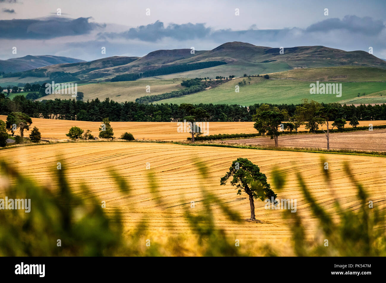 Cessford, Morebattle, Kelso, Scottish Borders, UK. 18th August 2018. Looking south from Cessford Castle towards Grubbit Law and the Cheviot Hills. Stock Photo