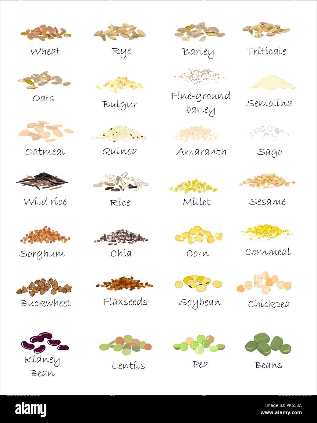 A variety of grains and cereals. Wheat, barley, oats, rye, buckwheat, amaranth, rice, millet, sorghum, quinoa, chia seeds, oatmeal, legumes. Vector is Stock Vector