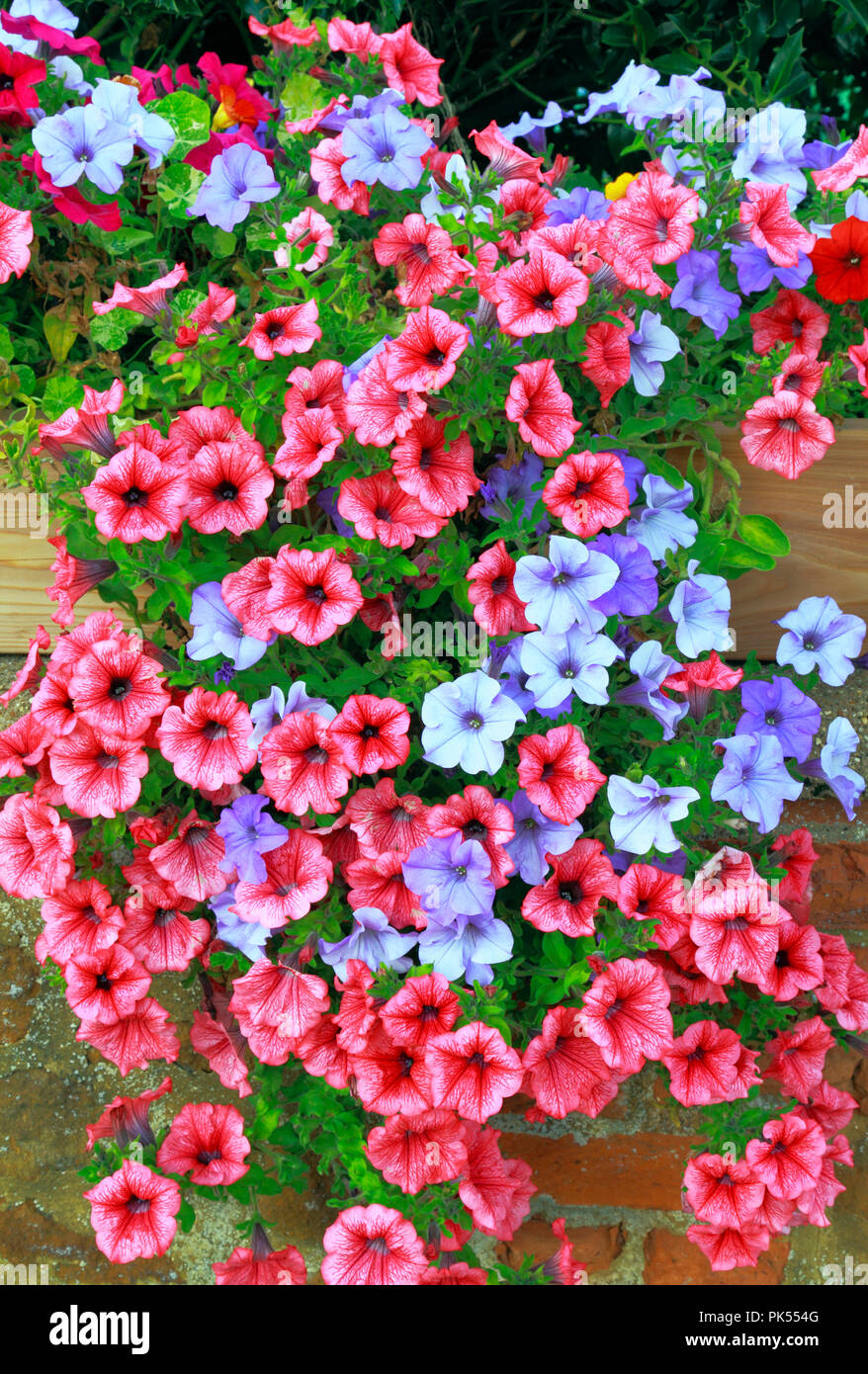 Petunia, petunias, pale blue, dark pink, overhanging,  front garden, wall Stock Photo