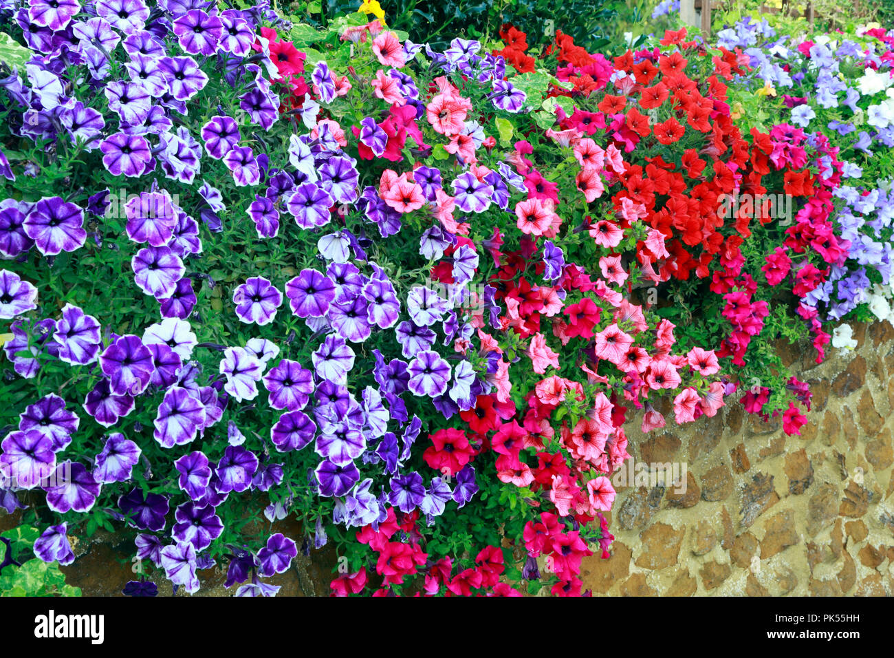 Petunia, petunias, purple, pink, red,  white, overhanging, trailing, carstone, front garden, wall Stock Photo