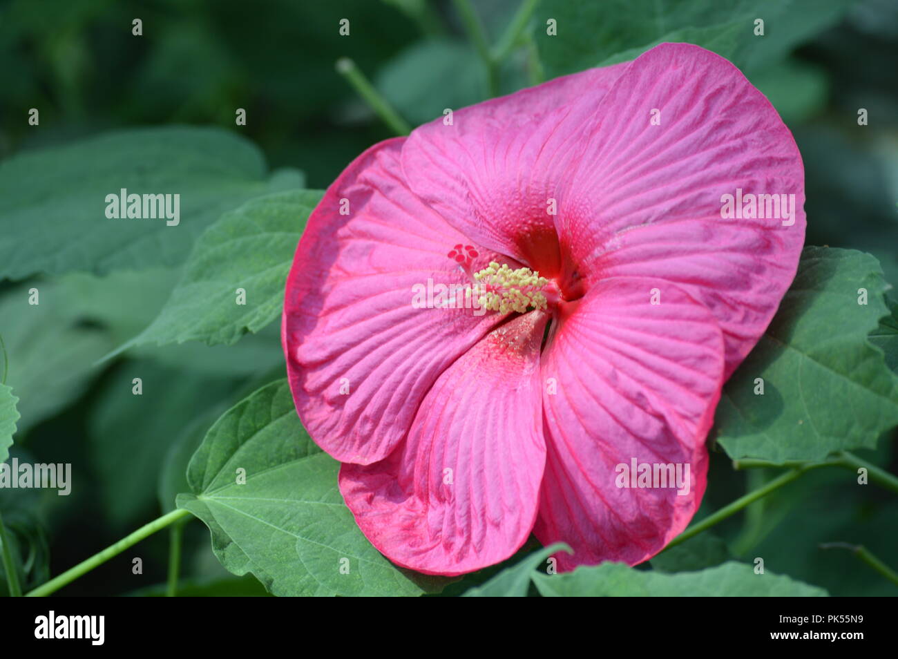 Hibiscus flower in the garden Stock Photo - Alamy