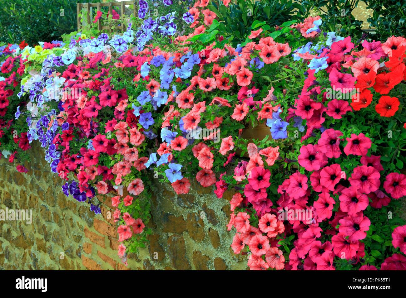 Petunia, petunias, red, pink, blue, purple, overhanging carstone, front garden wall Stock Photo