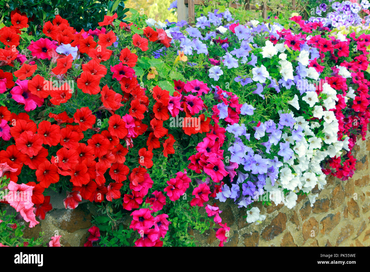 Petunia, petunias, red, purple, pink, blue,  white, overhanging, carstone, front garden, wall Stock Photo
