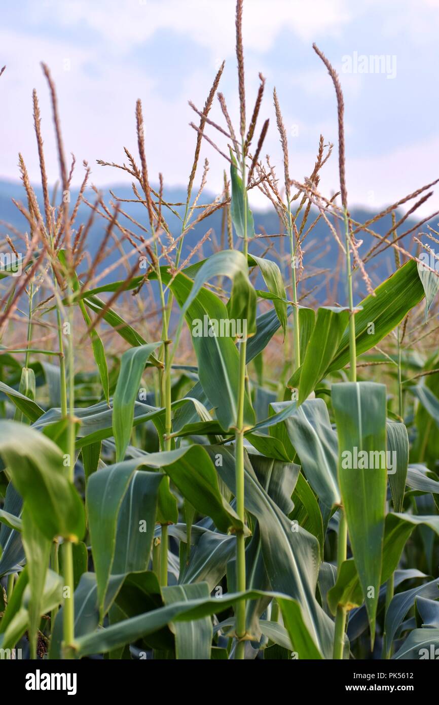 Close up image of corn plant with sky in the background Stock Photo