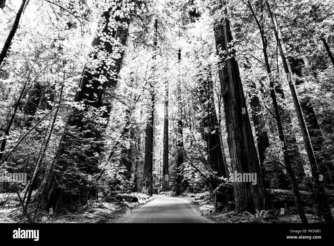 Road running through the Founder's Grove forest in Humboldt Redwoods State Park, Humboldt County,  California, USA. Stock Photo