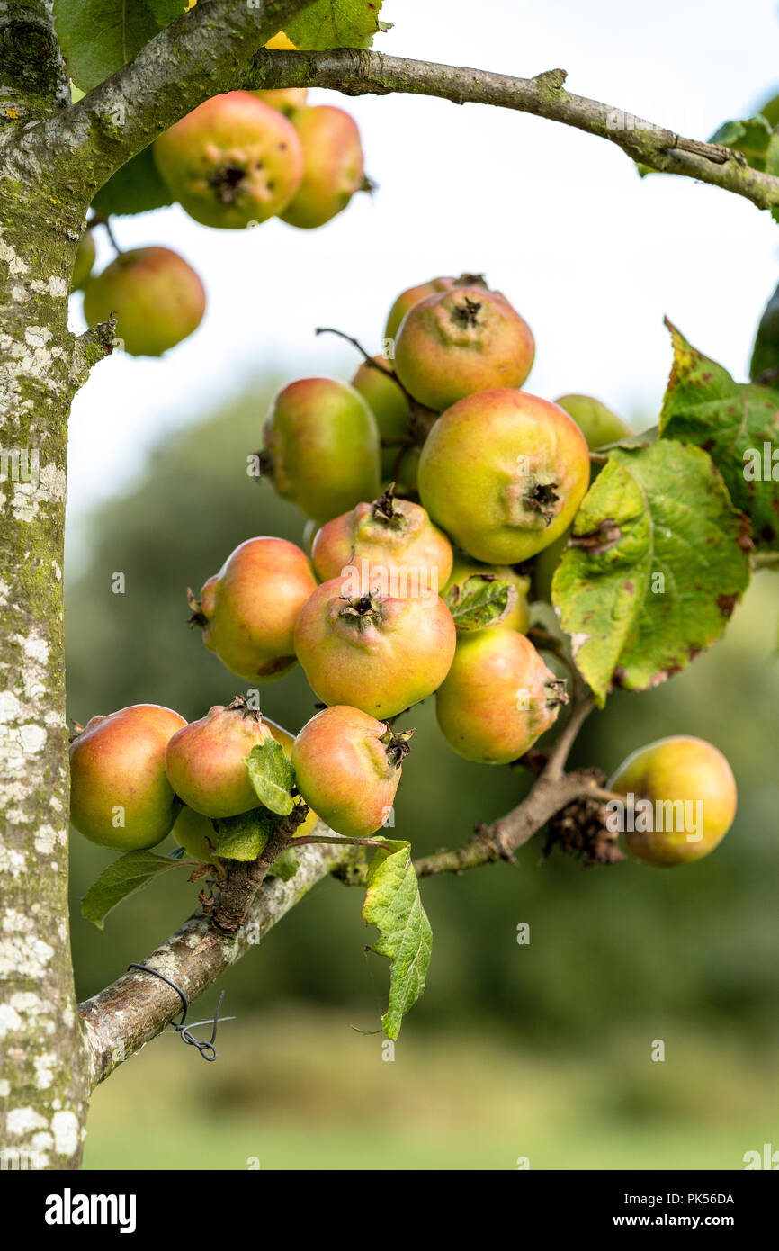 Cluster of apples on a branch Stock Photo