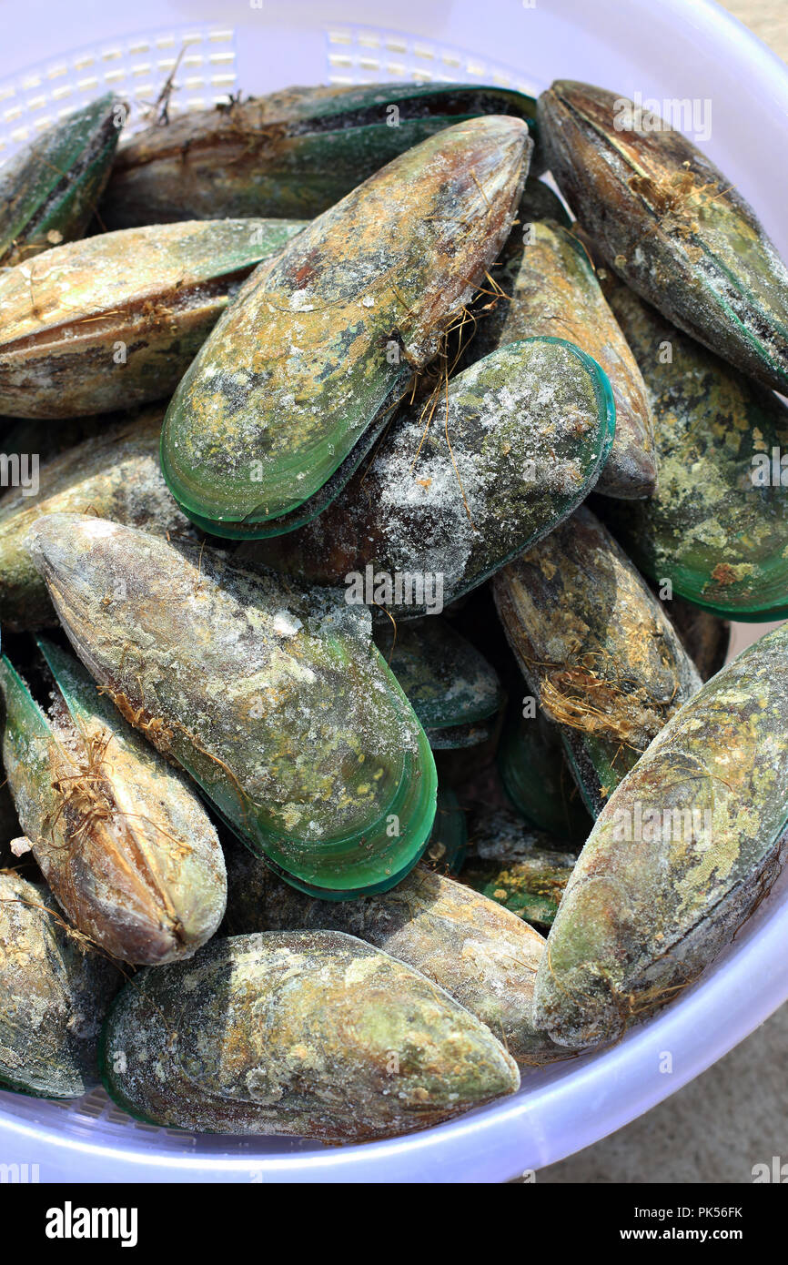 Perna canaliculus or known as New Zealand green-lipped mussel Stock Photo