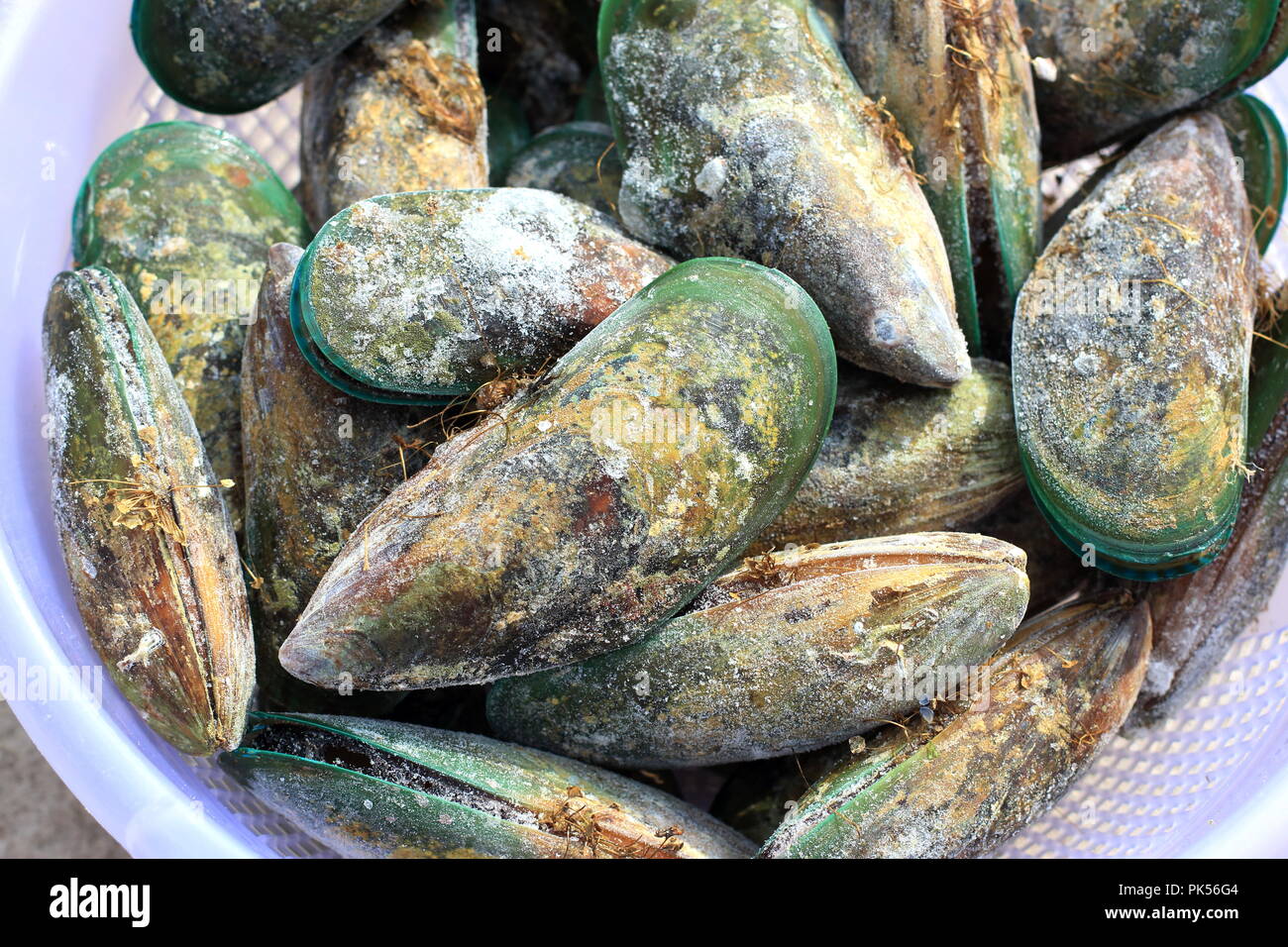 Perna canaliculus or known as New Zealand green-lipped mussel Stock Photo
