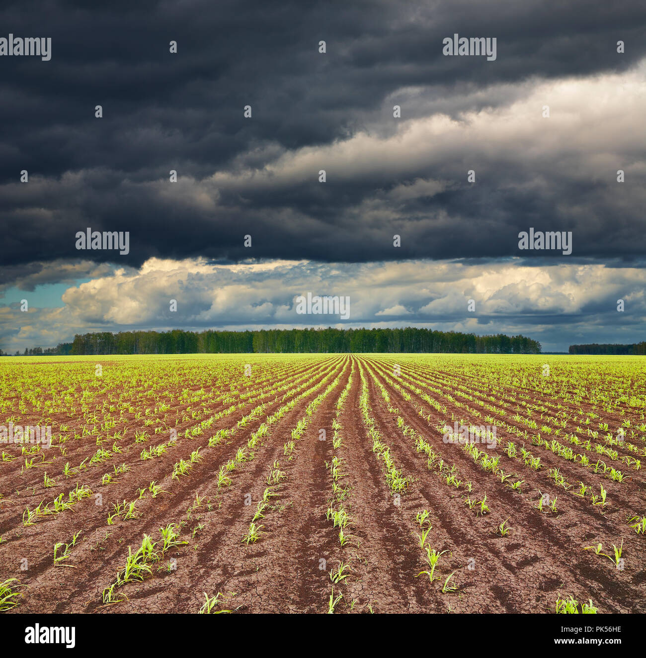View of field with sprouting crops and storm clouds Stock Photo