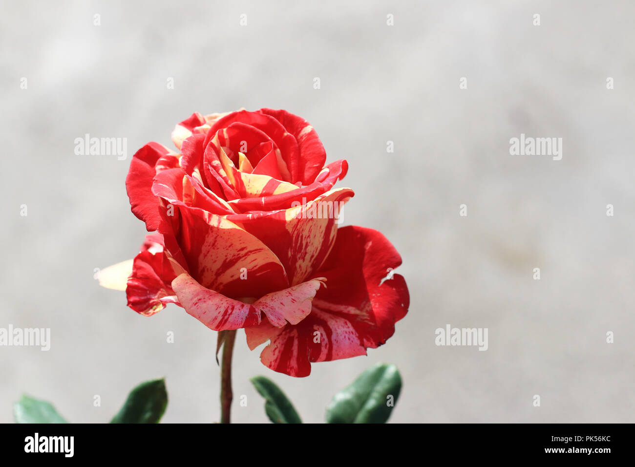 Close up of Raspberry Tiger Rose in full bloom isolated Stock Photo