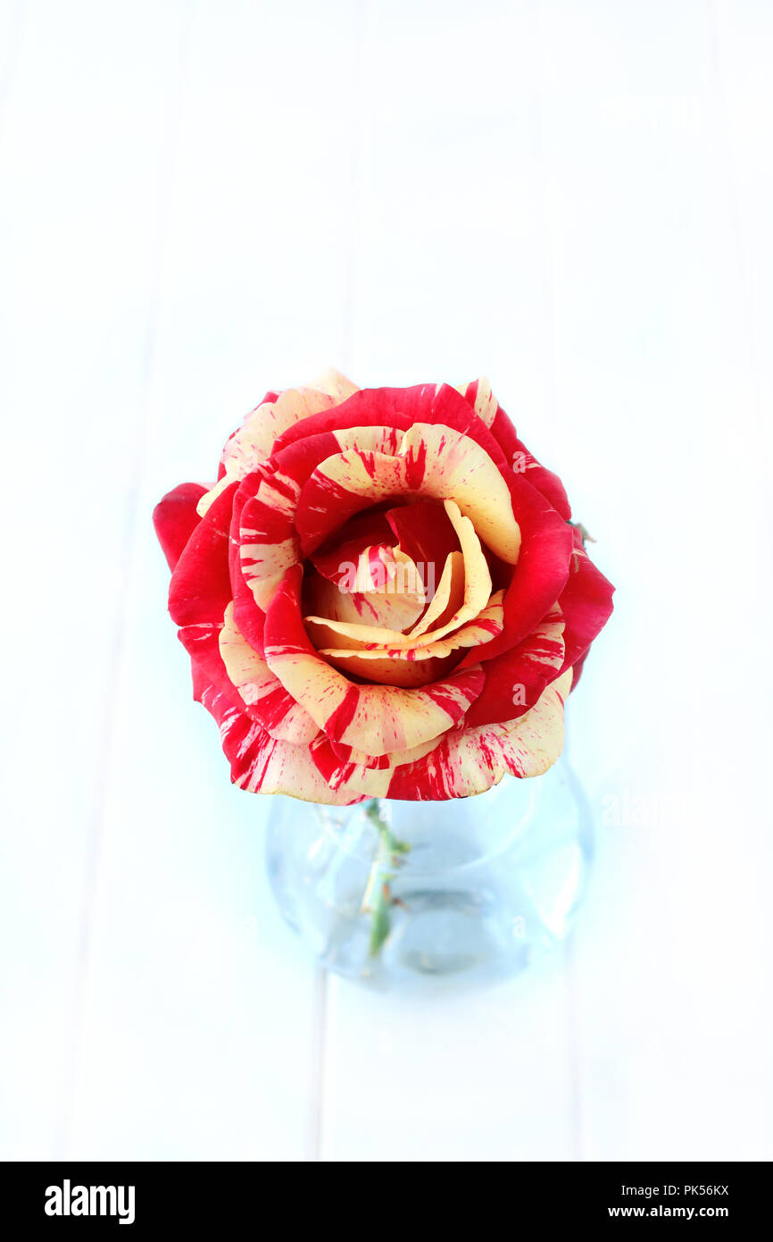 Close up of Raspberry Tiger Rose in full bloom isolated against white background Stock Photo