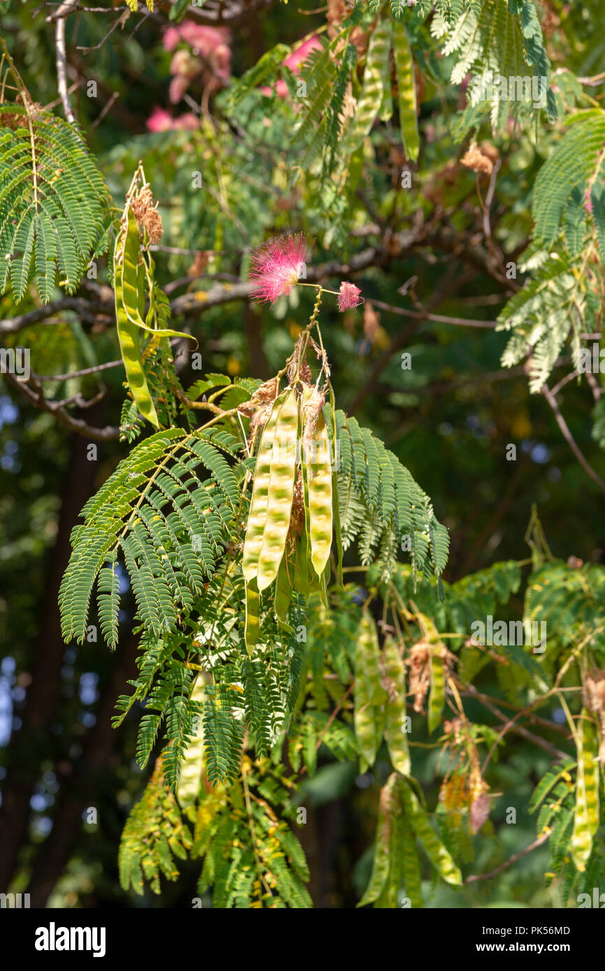 Detail showing an Albizia julibrissin ((Persian silk tree, pink silk tree) tree with flowers and seed pods in Herastrau Park, Bucharest, Romania. Stock Photo