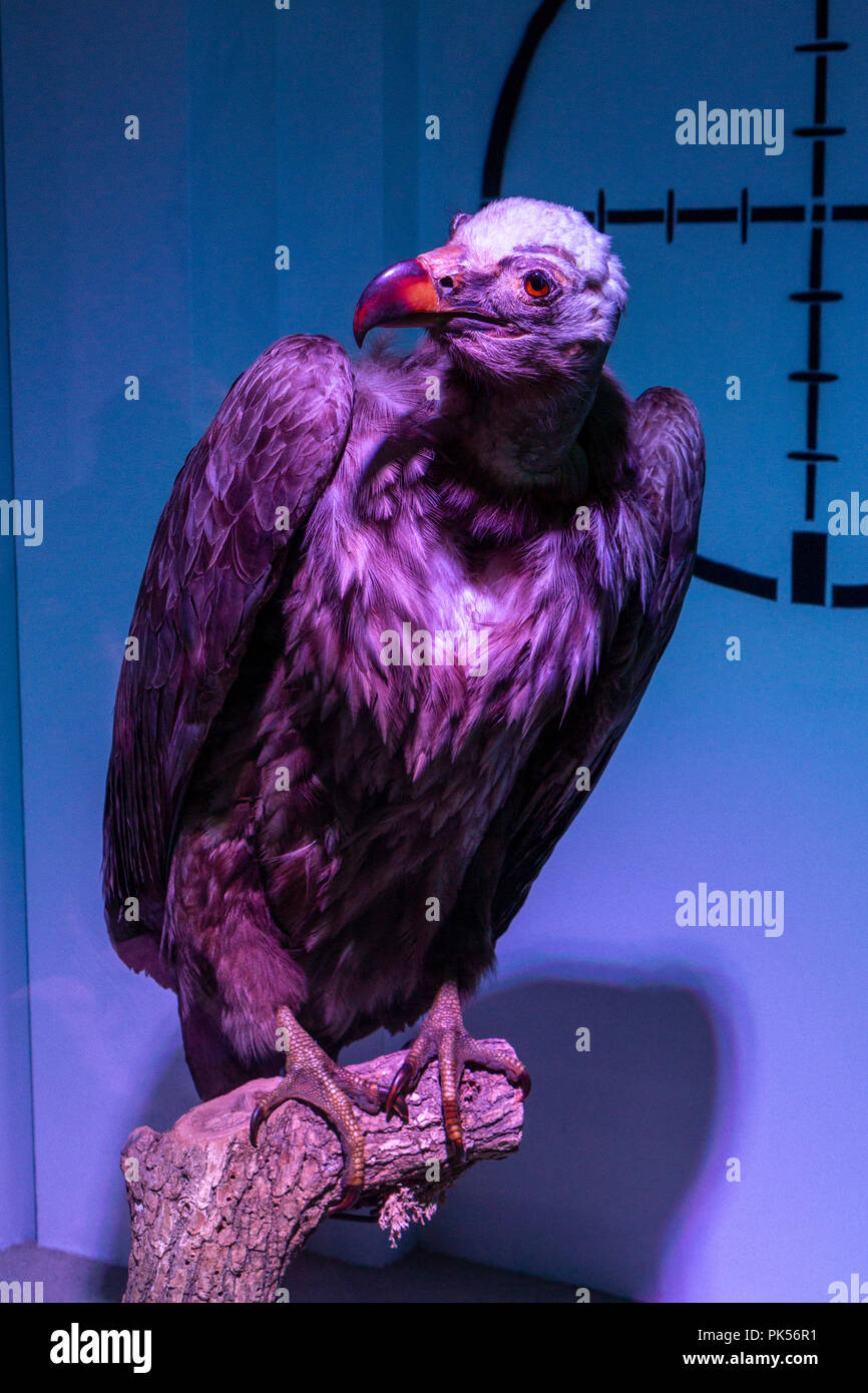 The cinereous vulture (Aegypius monachus) on display inside the Grigore Antipa National Museum of Natural History, Bucharest, Romania. Stock Photo