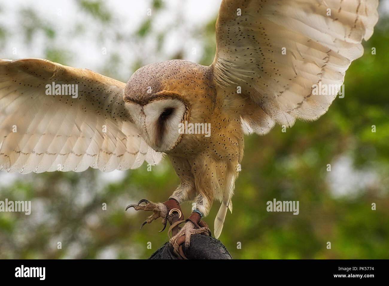 A Barn Owl Spreads It Wings Whilst Sat On A Persons Hand In A