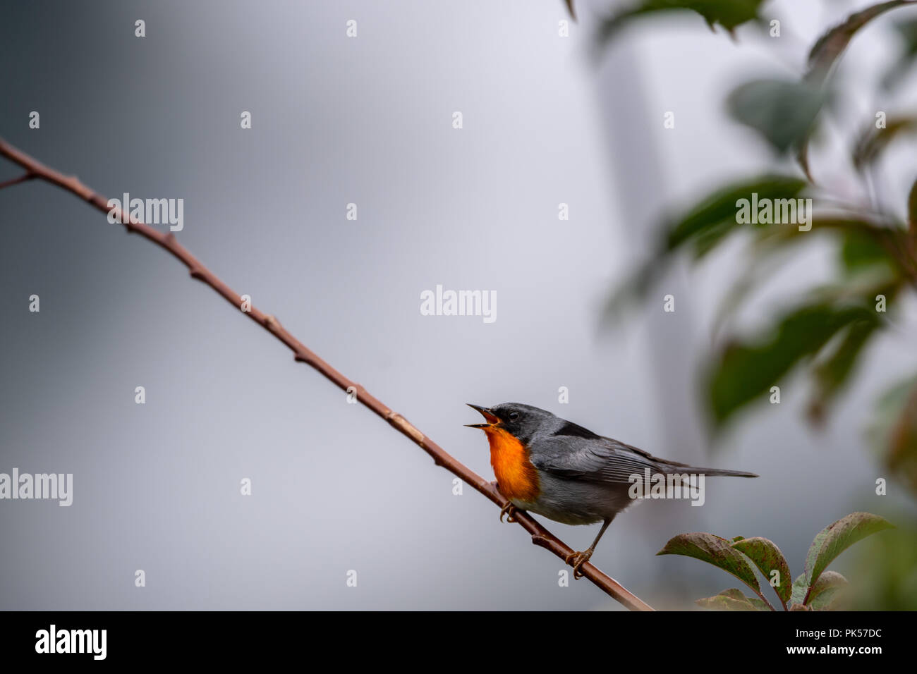 Flame-throated warbler (Oreothlypis gutturalis) in Costa Rica Stock Photo
