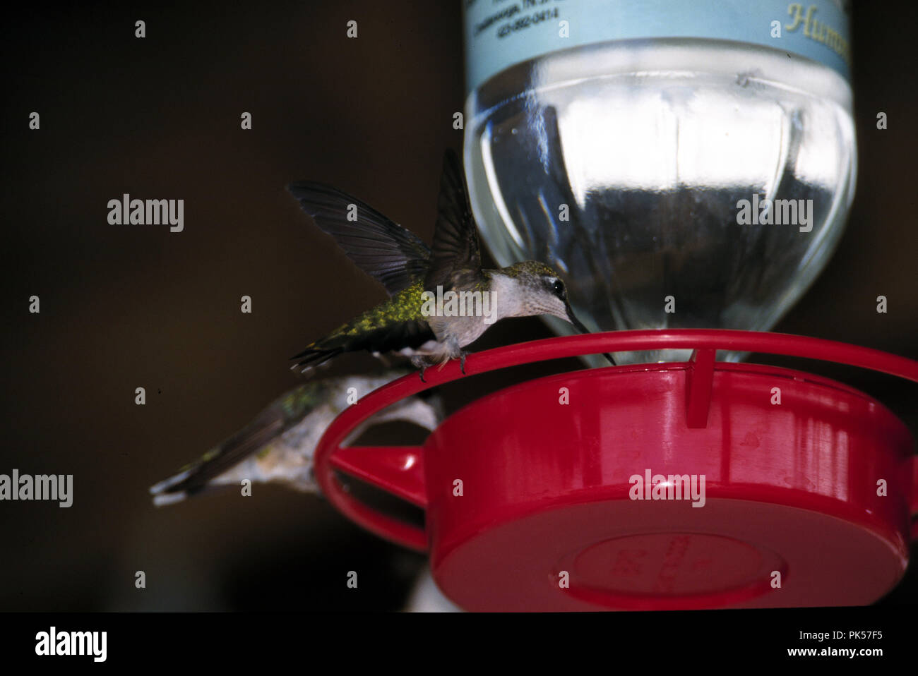 Ruby virginia hi-res stock photography and images - Alamy