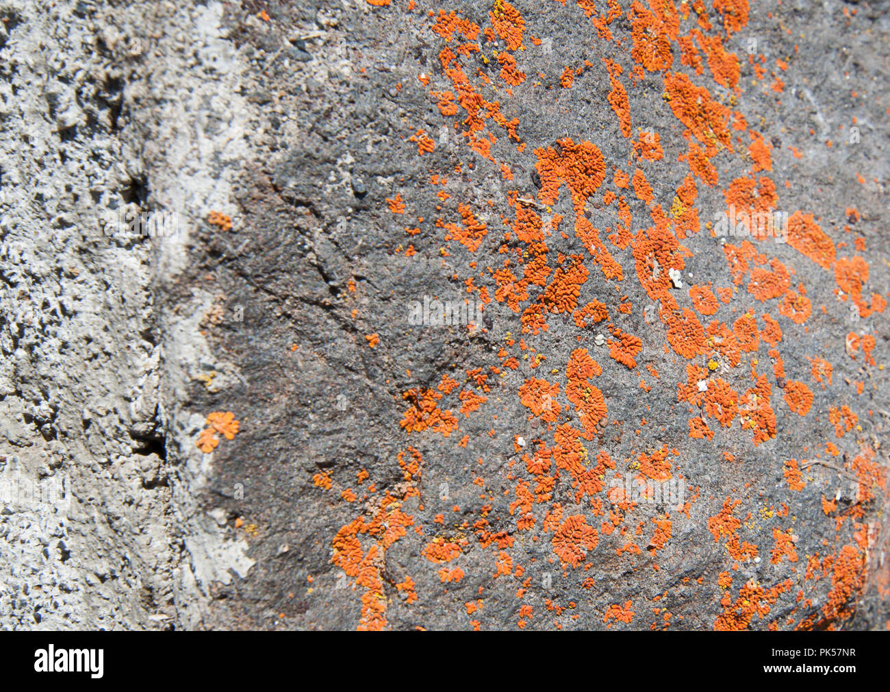 Nature closeup of rocks with deeply colored orange lichen growing.  Cool texture details could be used as a grunge texture as a design element too. Stock Photo