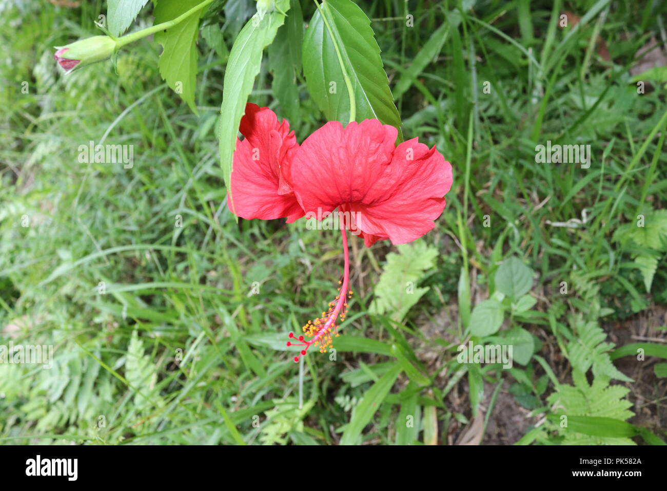 Red colour hibiscus flower (joba ful) with blurry plant leaves.Pink and Red color joba flower.Red Hibiscus Flower Blooming.Hibiscus rosa-sinensis. Stock Photo