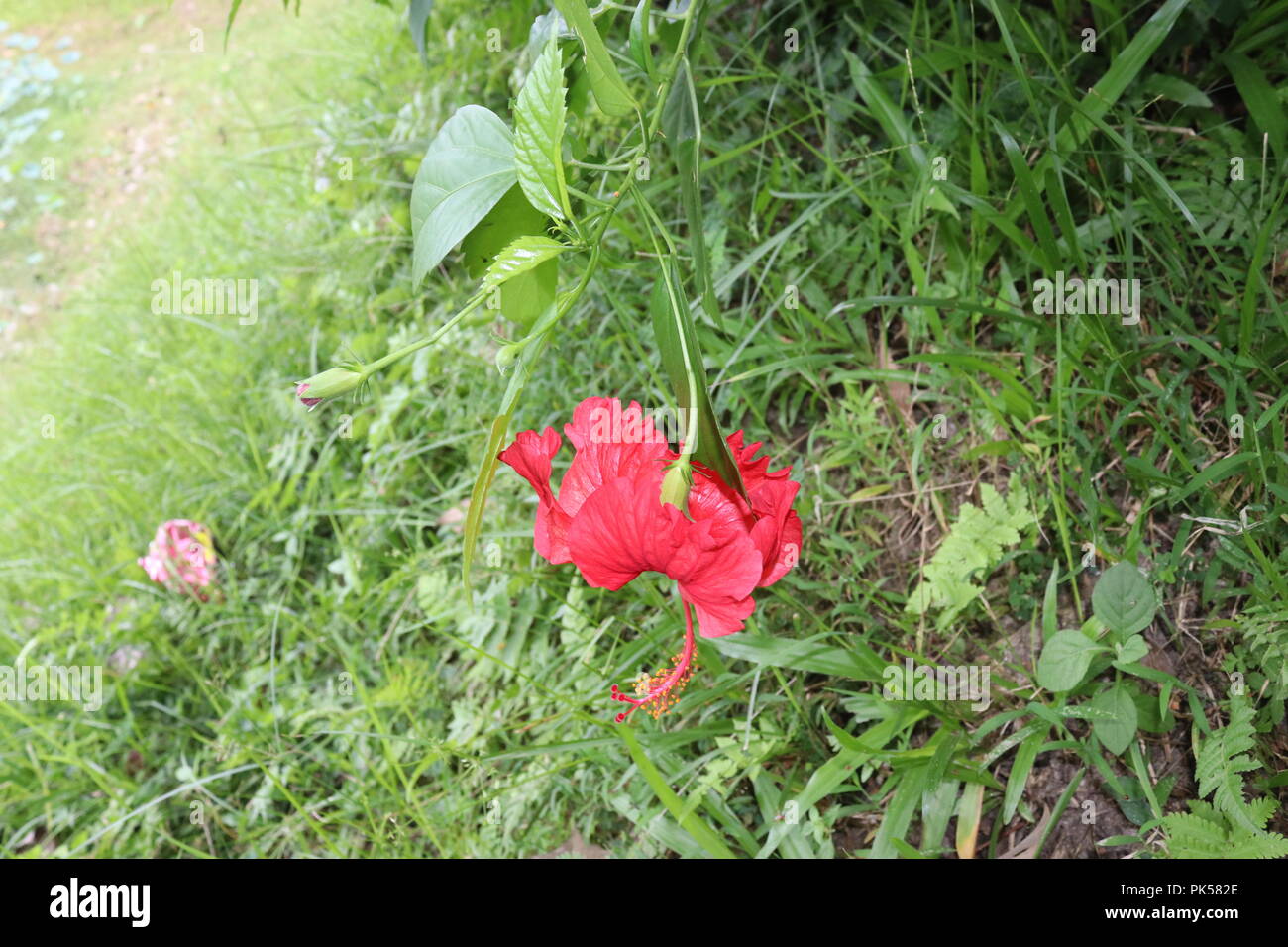 Red colour hibiscus flower (joba ful) with blurry plant leaves.Pink and Red color joba flower.Red Hibiscus Flower Blooming.Hibiscus rosa-sinensis. Stock Photo