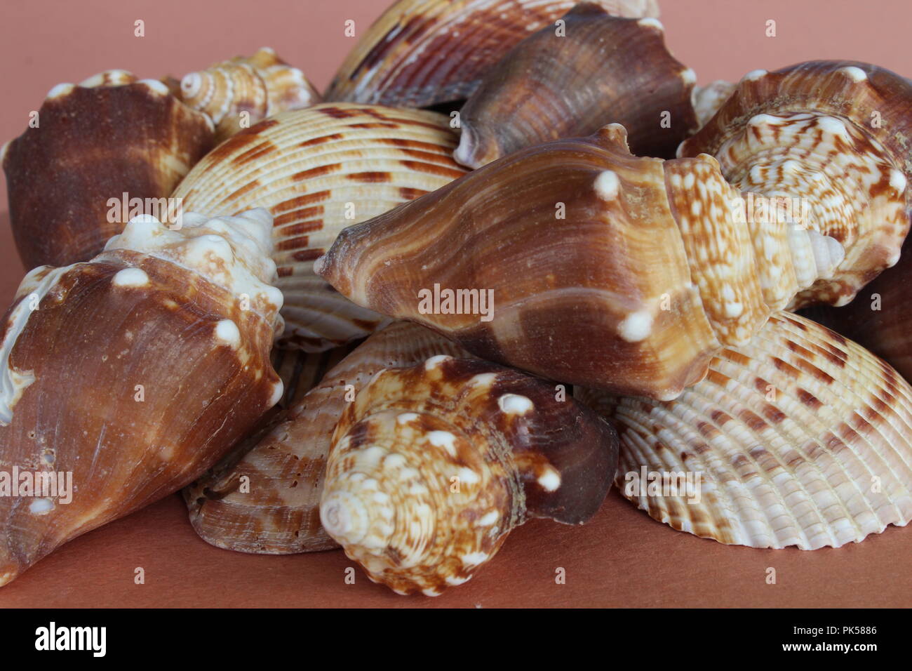 group of seashells on a brown background Stock Photo