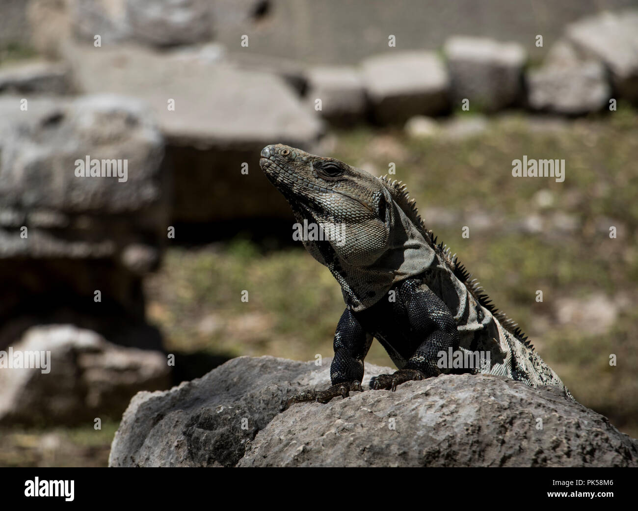 Lizard sun bathing on the rocks. Reptile with wrinkled skin and stones in the background. Mexican Iguana. Stock Photo