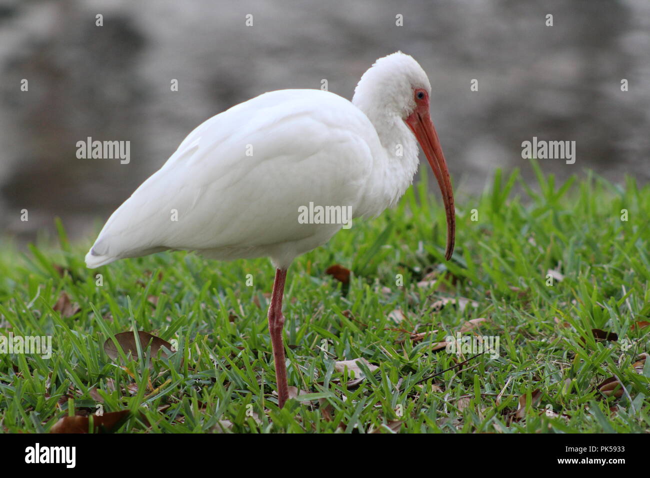 white ibis bird perched on one leg on the lawn near a pond Stock Photo
