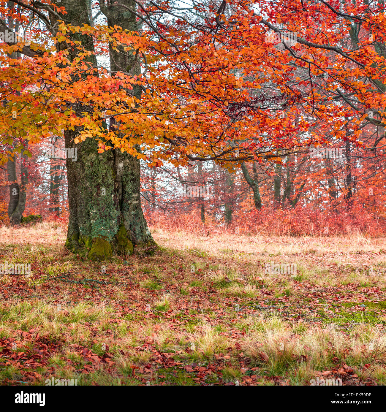Colorful autumn morning in the mountain forest Stock Photo