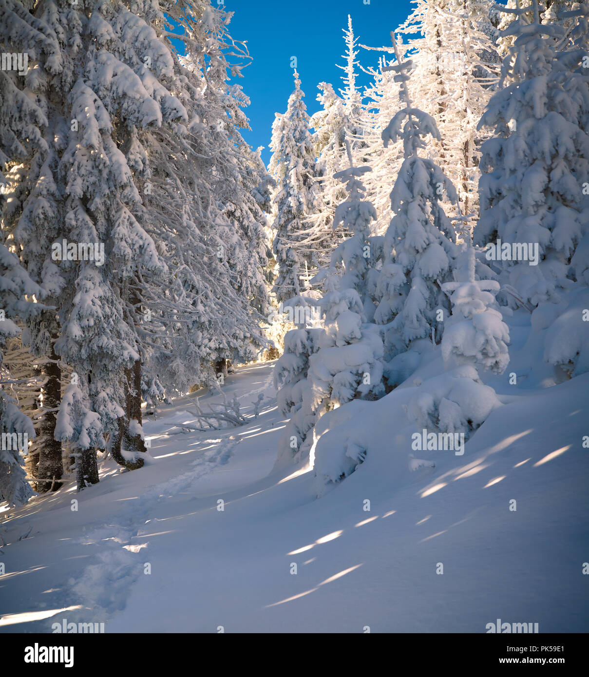 Sunny winter morning in the mountain forest. Happy New Year! Stock Photo