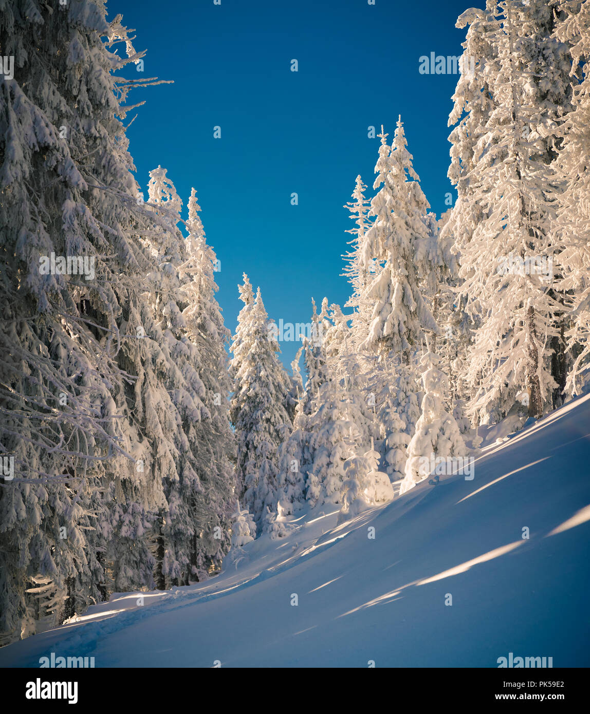 Sunny winter morning in the mountain forest. Happy New Year! Stock Photo