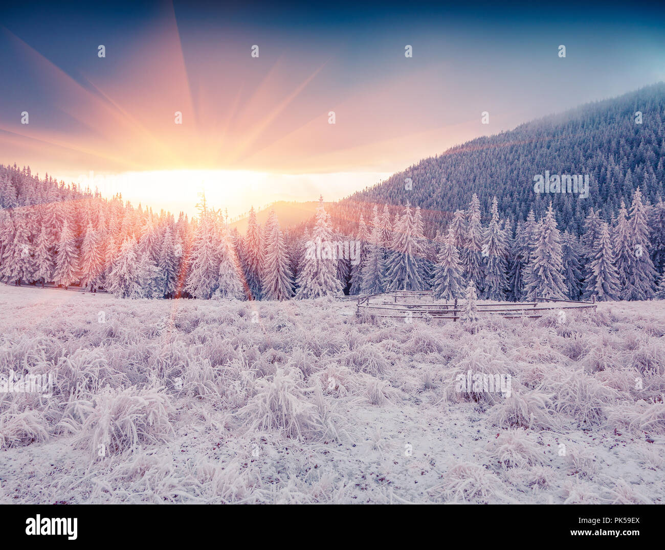 Colorful winter sunrise in the mountain forest. First frost in December. Happy New Year! Stock Photo