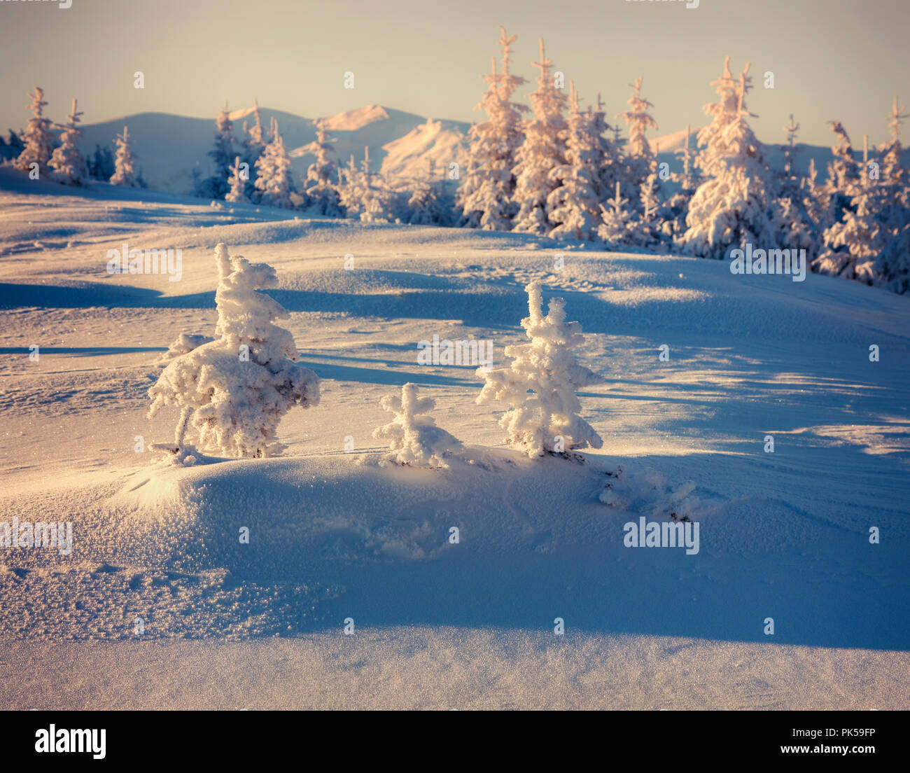 Frozen small fir trees in the winter mountains. Retro style. Stock Photo