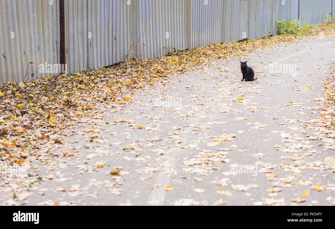 Cat in autumn park. Black cat sitting on the leaves Stock Photo - Alamy