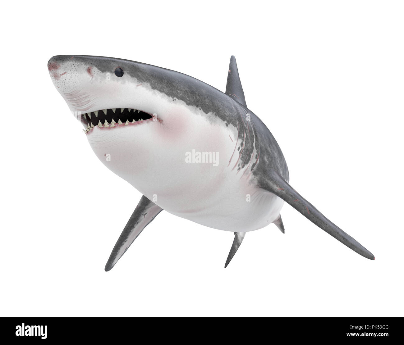 Great white shark side view hi-res stock photography and images - Alamy