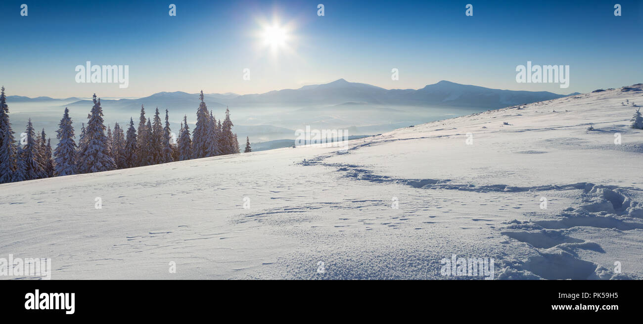 Sunny winter panorama of Carpathian mountains with first sunlight glowing fresh snow. Stock Photo