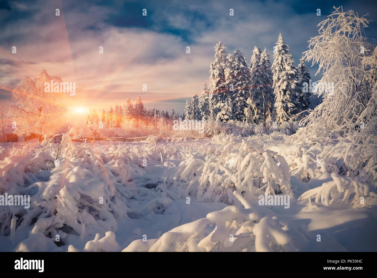 Colorful winter scene in the mountain forest. Fir trees covered fresh snow at frosty morning glowing first sunlight. Stock Photo