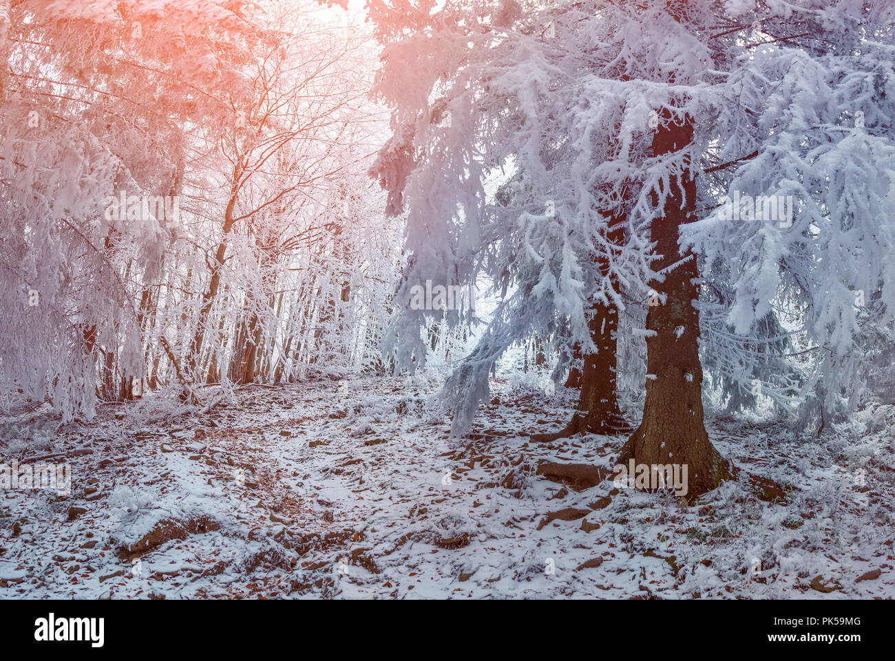 Colorful winter sunrise in the mountain forest. Stock Photo