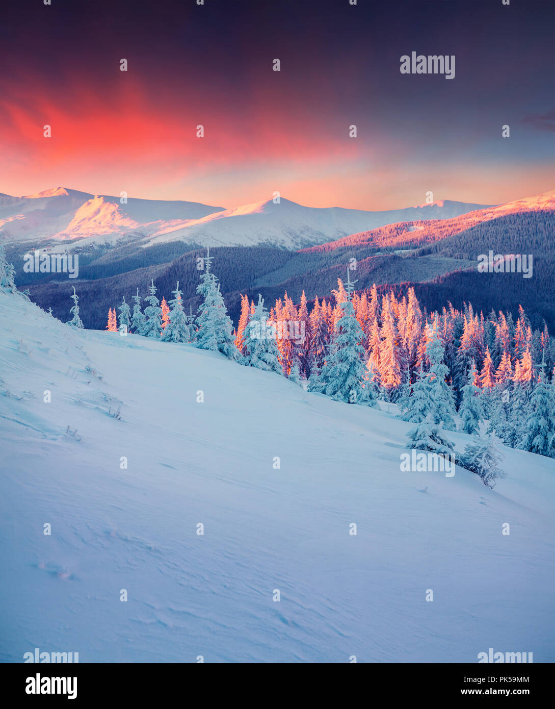 Colorful winter scene in the Carpathian mountains. Fir trees covered fresh snow at frosty morning glowing first sunlight. Stock Photo