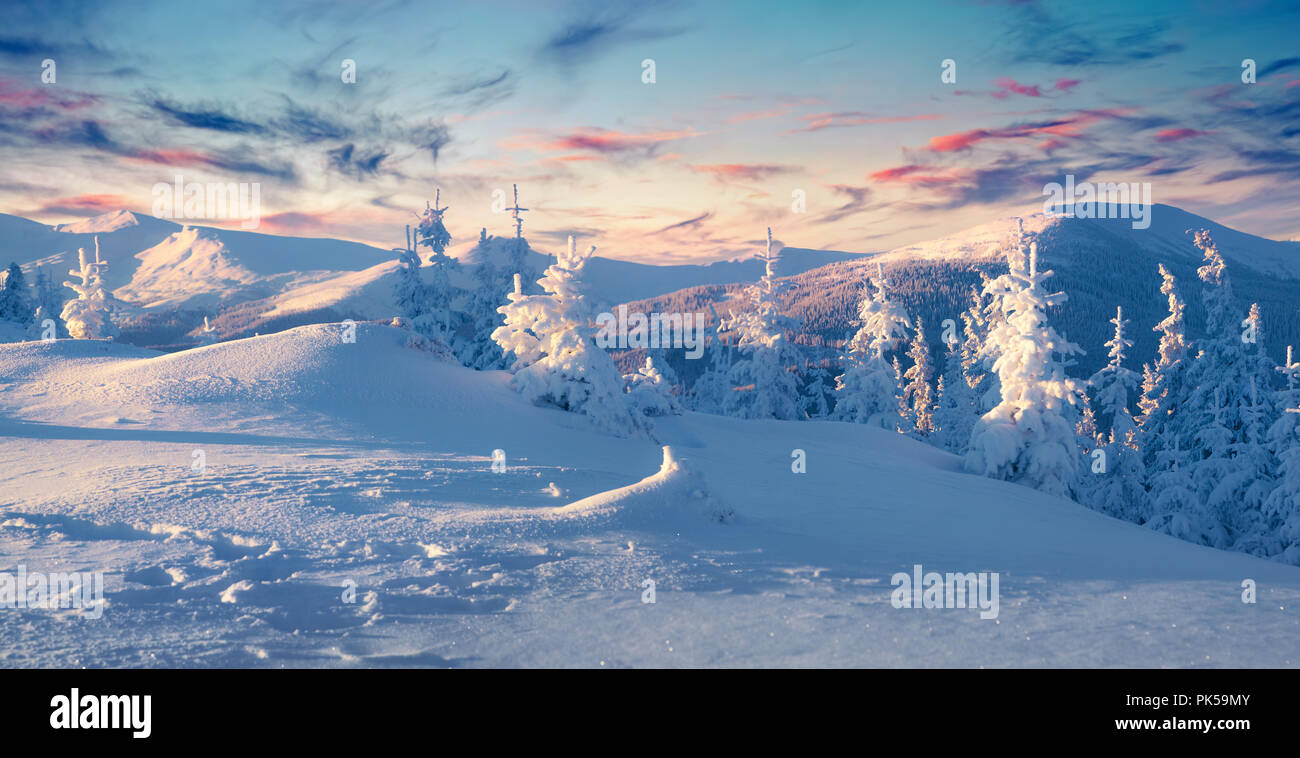 Colorful winter panorama in the Carpathian mountains. Fir trees covered fresh snow at frosty morning glowing first sunlight. Stock Photo