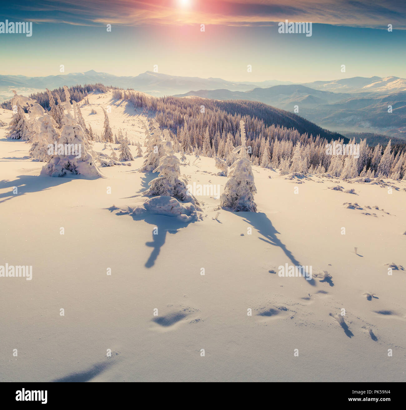 Colorful winter scene in the snowy mountains. Fresh snow at frosty morning glowing first sunlight. Instagram toning. Stock Photo