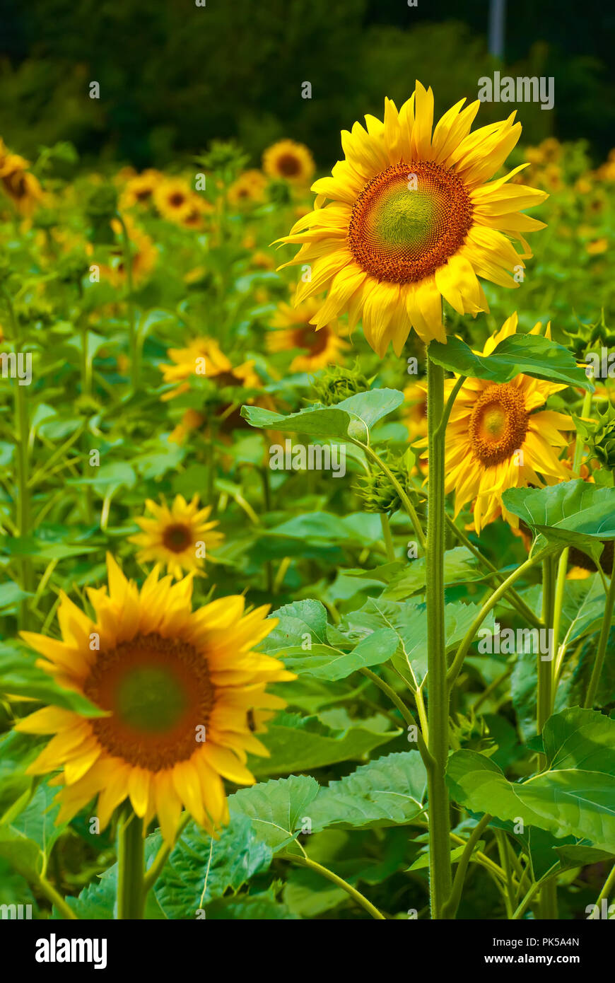 beautiful sunflower in a field Stock Photo - Alamy