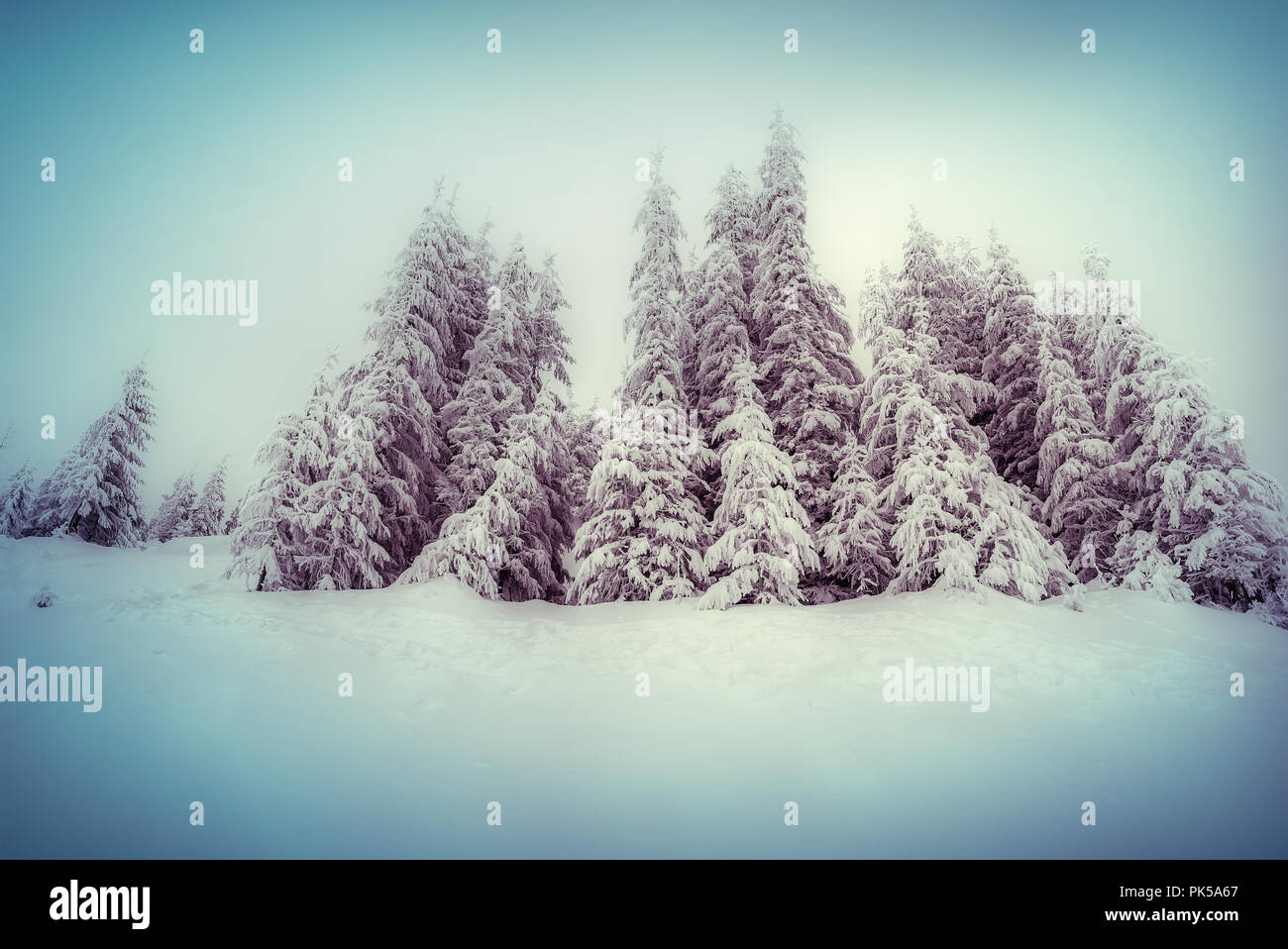 Foggy winter scene in the mountain forest. Retro style. Stock Photo