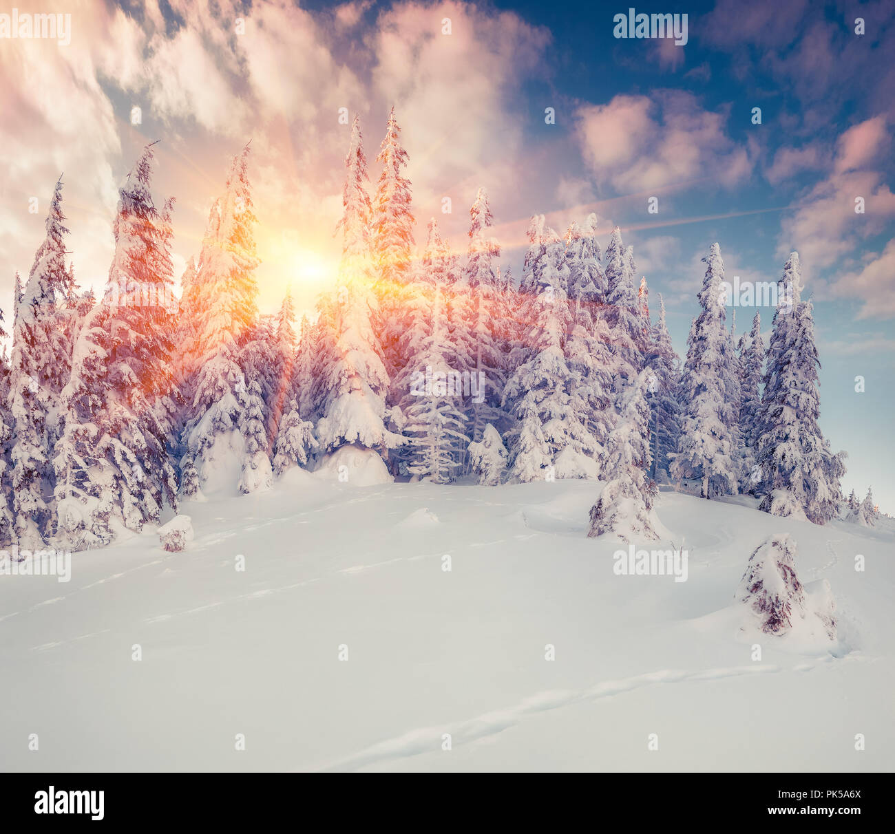 Colorful winter sunrise in the snowy mountain forest. Stock Photo