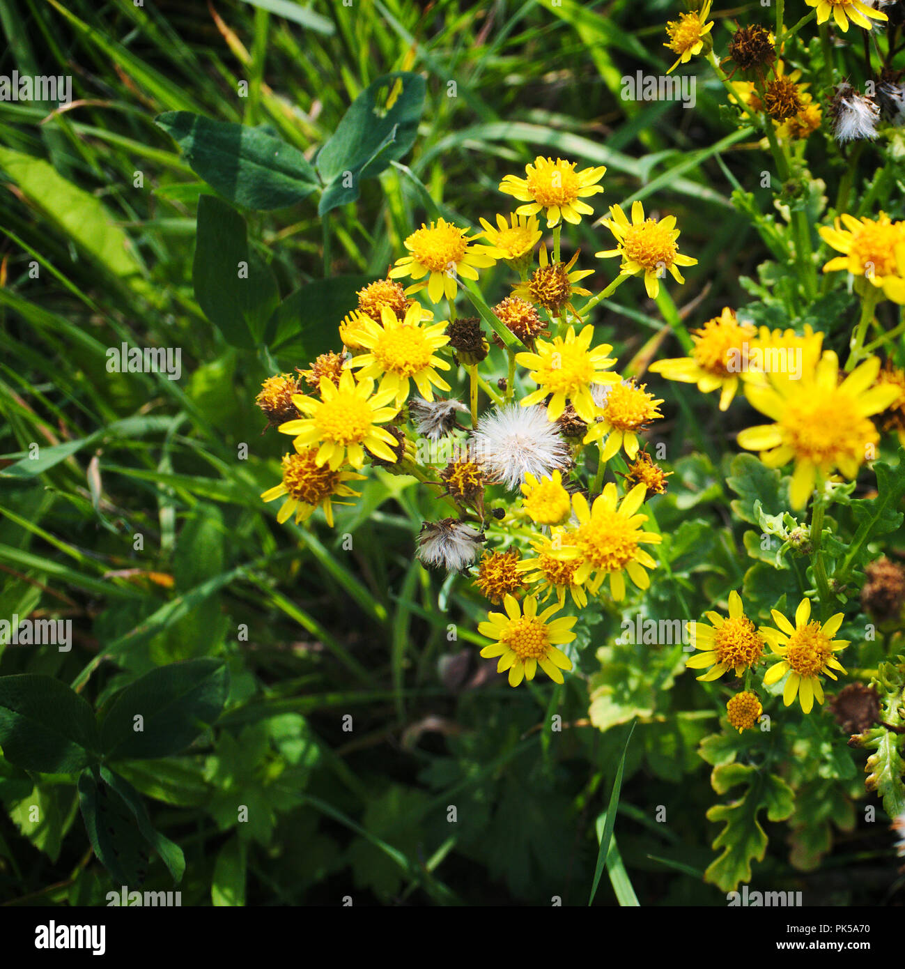 Asters Stock Photo