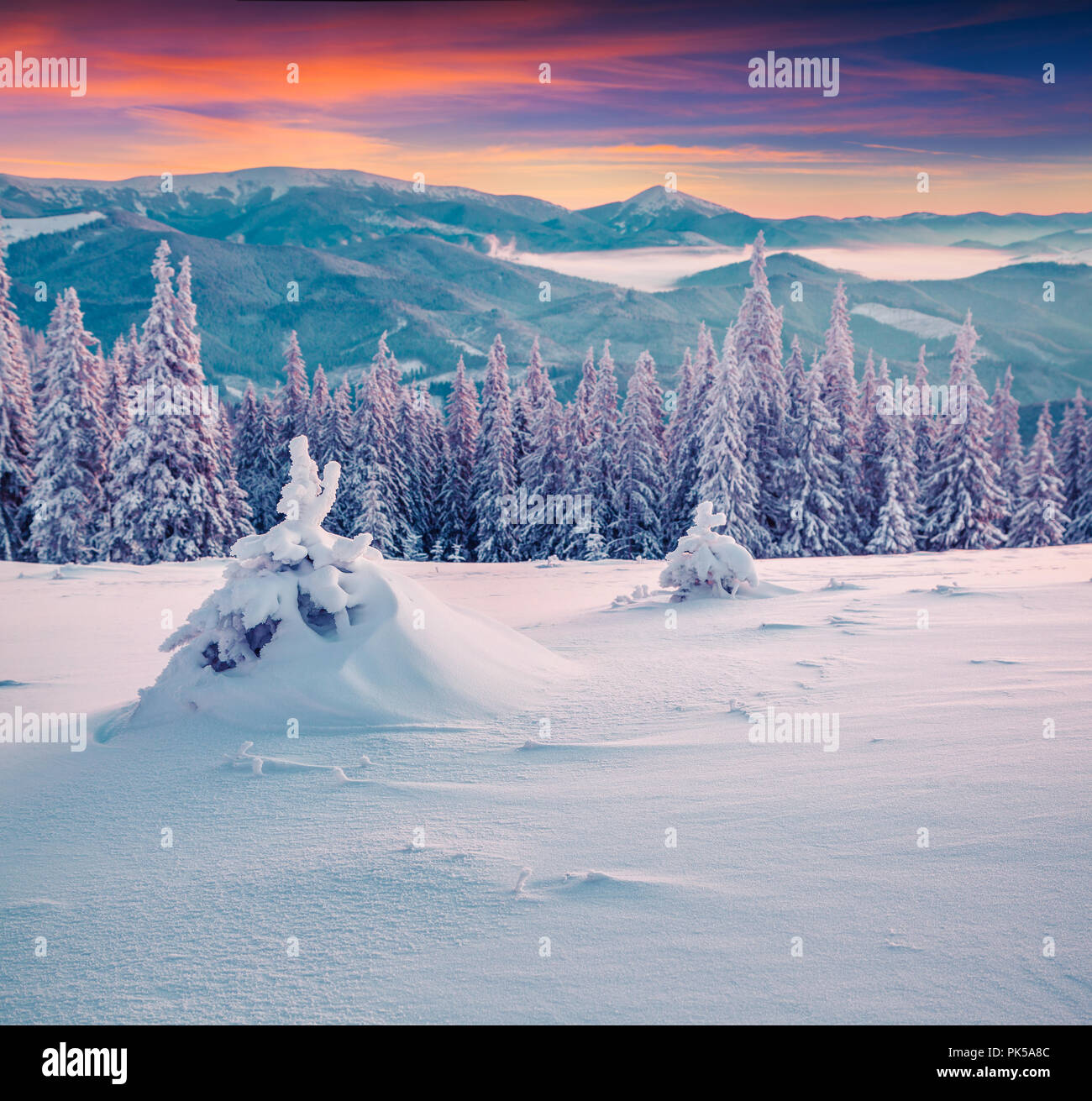 Frozen small fir tree in winter mountains at sunrise Stock Photo