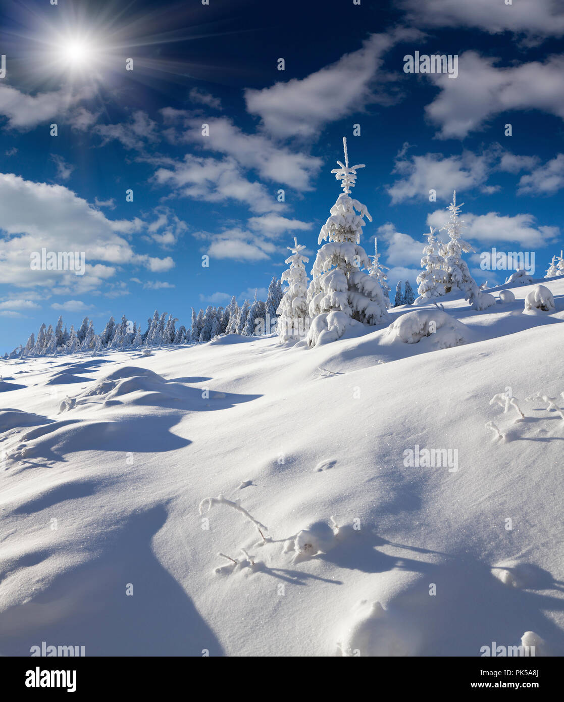 Sunny morning scene in the winter mountain. Stock Photo