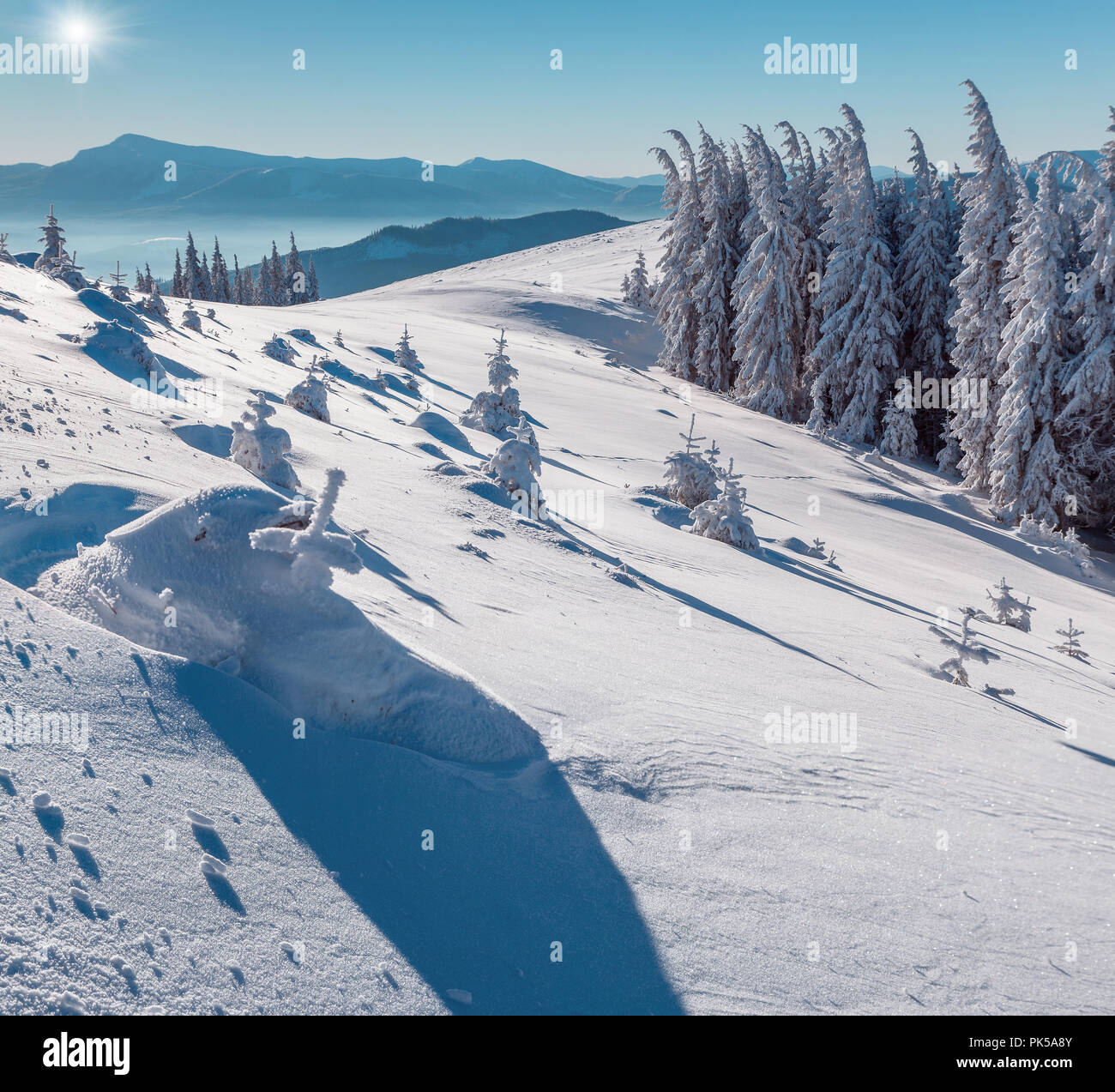 Sunny winter morning in the mountain forest with first sunlight glowing fir trees covered fresh snow. Stock Photo